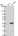 Anti-MTERF1 Antibody