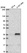 Anti-MTERF1 Antibody