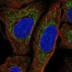Immunofluorescent staining of human cell line U-2 OS shows localization to mitochondria.
