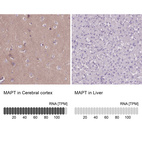 Anti-MAPT Antibody