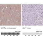 Anti-MAPT Antibody