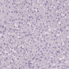 Anti-MAPT Antibody