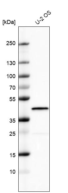 Anti-DUSP1 Antibody