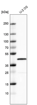 Anti-DUSP1 Antibody