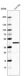 Anti-DUSP1 Antibody