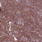 Anti-CDC42 Antibody