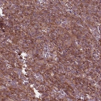 Anti-CDC42 Antibody