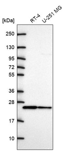 Anti-CDC42 Antibody
