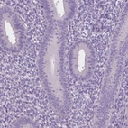 Immunohistochemical staining of human endometrium shows low expression as expected.