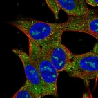 Immunofluorescent staining of human cell line SH-SY5Y shows localization to nucleoli, endoplasmic reticulum & vesicles.