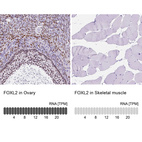 Anti-FOXL2 Antibody