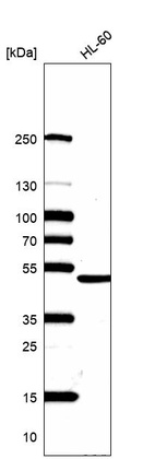 Anti-HNRNPF Antibody