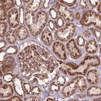 Immunohistochemical staining of human kidney shows strong positivity in cytoplasm granular in cells in tubules and cells in glomeruli.
