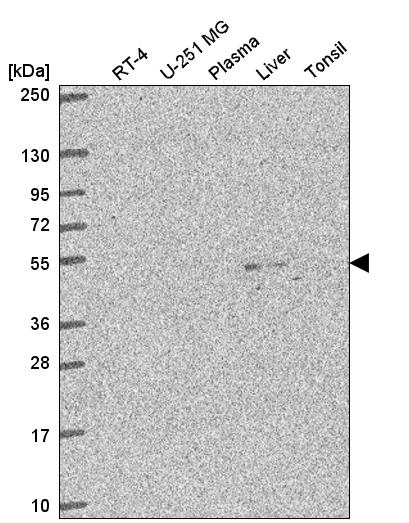 Anti-C3orf67 Antibody