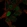 Anti-ARHGAP8 Antibody