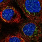 Immunofluorescent staining of human cell line A-431 shows localization to nucleus & the Golgi apparatus.