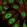 Anti-PRDM13 Antibody
