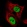 Anti-TCERG1 Antibody