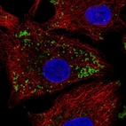 Anti-KRT222 Antibody