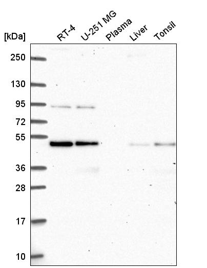 Anti-ATG4B Antibody