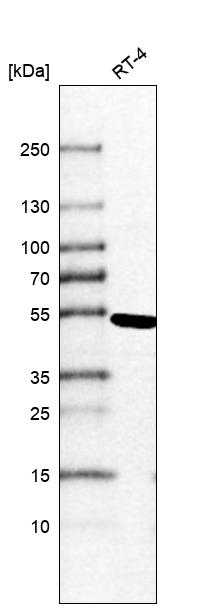 Anti-TINF2 Antibody