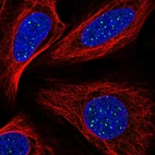 Immunofluorescent staining of human cell line U-2 OS shows localization to nuclear bodies.