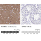 Anti-TSPAN7 Antibody