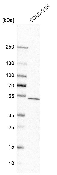 Anti-CNOT11 Antibody