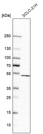 Anti-CNOT11 Antibody