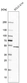 Anti-CNOT11 Antibody