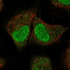 Anti-SPIN2A Antibody