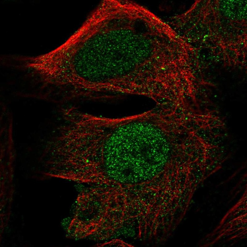 Anti-FOXD4L1 Antibody