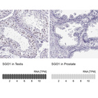 Anti-SGO1 Antibody