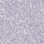 Anti-SGO1 Antibody