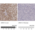 Anti-UROC1 Antibody