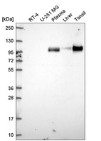 Anti-VCAM1 Antibody