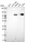Anti-VCAM1 Antibody