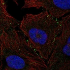 Immunofluorescent staining of human cell line U-2 OS shows localization to cell junctions.