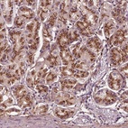 Anti-SEC23B Antibody