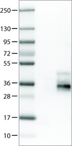 Anti-TSPAN7 Antibody