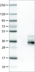 Lane 1: Marker [kDa]_br/_Lane 2: Negative control (vector only transfected HEK293T lysate)_br/_Lane 3: TSPAN7 Over-expression Lysate (Co-expressed with a C-terminal myc-DDK tag (~3.1 kDa) in mammalian HEK293T cells, LY401460)