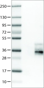Lane 1: Marker [kDa]_br/_Lane 2: Negative control (vector only transfected HEK293T lysate)_br/_Lane 3: TSPAN7 Over-expression Lysate (Co-expressed with a C-terminal myc-DDK tag (~3.1 kDa) in mammalian HEK293T cells, LY401460)