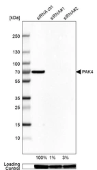 Anti-PAK4 Antibody