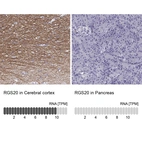Anti-RGS20 Antibody