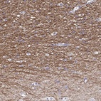 Immunohistochemical staining of human cerebral cortex shows high expression.