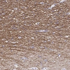 Immunohistochemical staining of human cerebral cortex shows high expression.