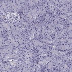 Immunohistochemical staining of human pancreas shows low expression as expected.