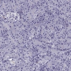 Immunohistochemical staining of human pancreas shows low expression as expected.