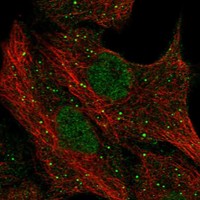 Anti-PGLYRP1 Antibody