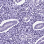 Immunohistochemical staining of human endometrium shows low expression as expected.